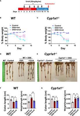 Cytochrome P450 1A1 is essential for the microbial metabolite, Urolithin A-mediated protection against colitis